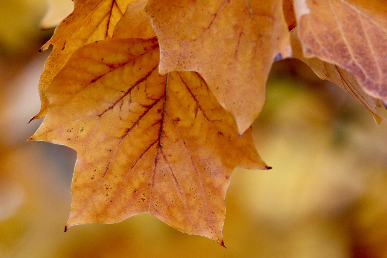 Photo by Nennieinszweidrei tulip tree, autumn leaves, autumn color, liriodendron, autumn colors, leaves, leaves in the autumn, nature, yellow leaves, tree
